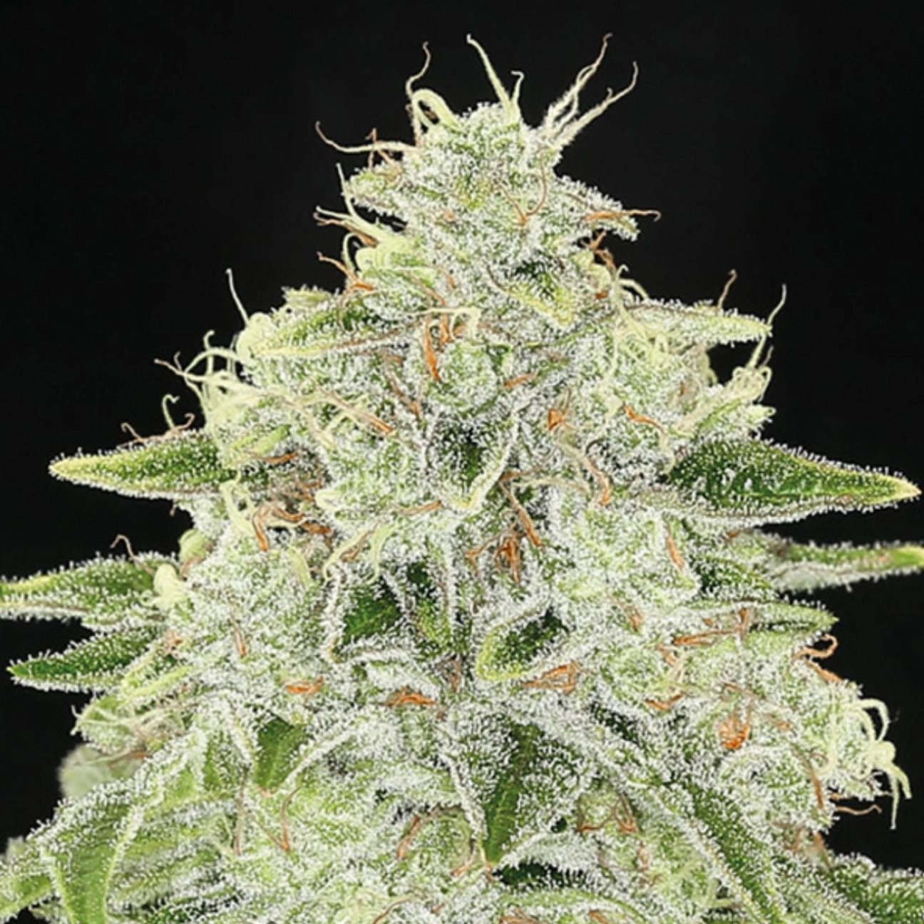 Haze Queen – Anesia Seeds – Feminized