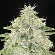 Haze Queen Feminized cannabis flower bud by Anesia Seeds