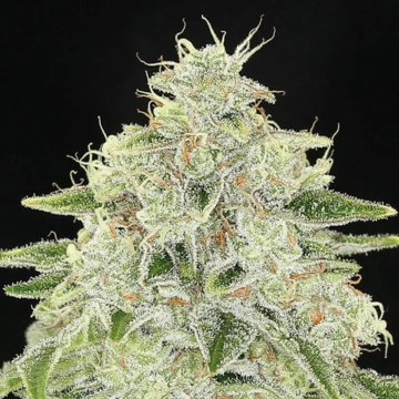 Haze Queen Feminized cannabis flower bud by Anesia Seeds