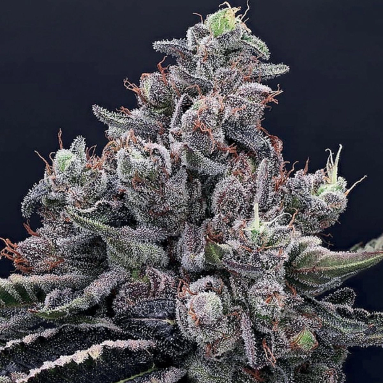 Mob Boss – Anesia Seeds – Feminized