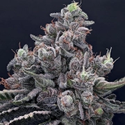 Mob Boss Feminized cannabis flower bud by Anesia Seeds