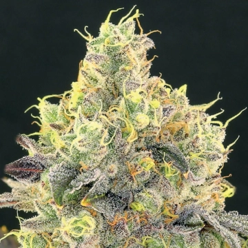 Nova OG Feminized cannabis flower bud by Anesia Seeds