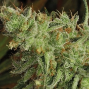Sour Apple Feminized cannabis flower bud by Anesia Seeds