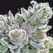 Sour Betty Feminized cannabis flower bud by Anesia Seeds