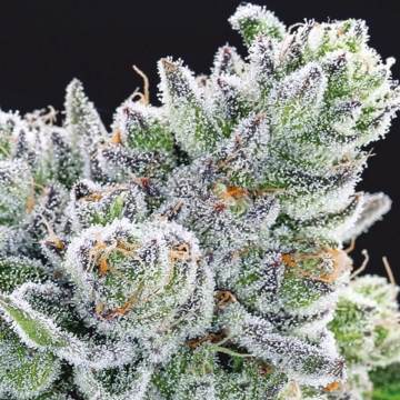 Sour Betty Feminized cannabis flower bud by Anesia Seeds