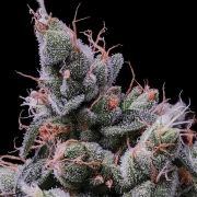 Strawberry Kush Feminized cannabis flower bud by Anesia Seeds