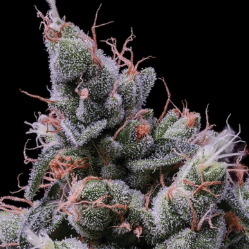 Strawberry Kush Feminized cannabis flower bud by Anesia Seeds