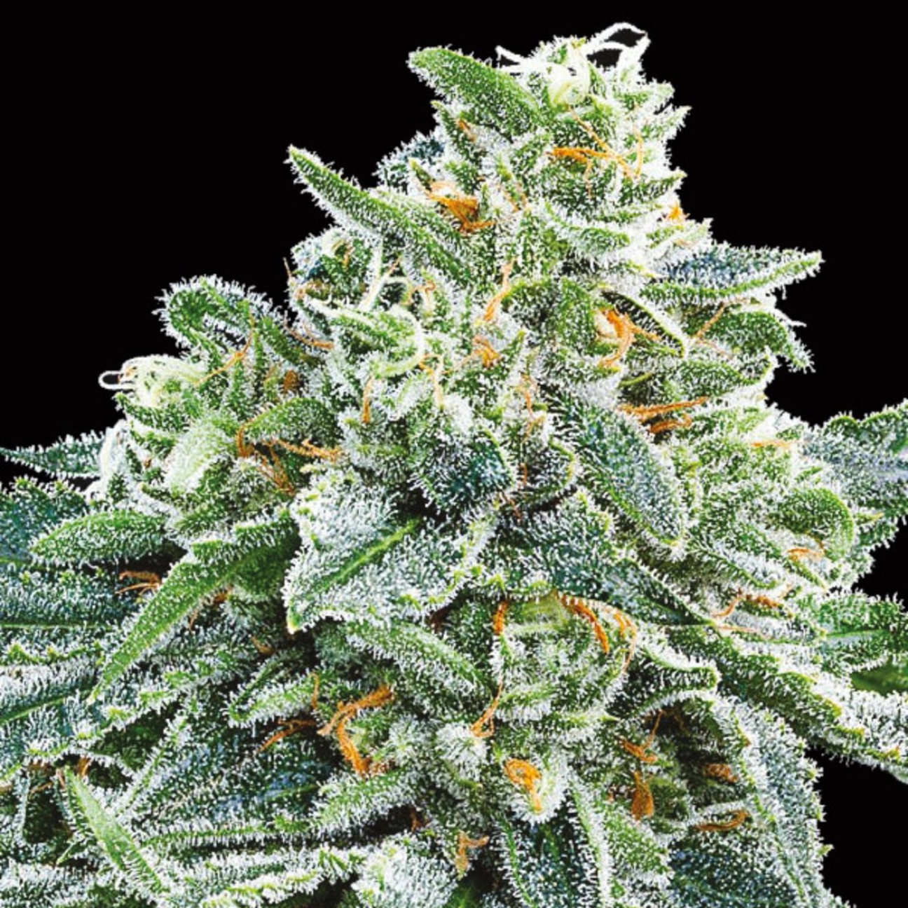 Strawberry Tree – Anesia Seeds – Feminized