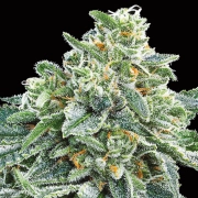 Strawberry Tree Feminized cannabis flower bud by Anesia Seeds