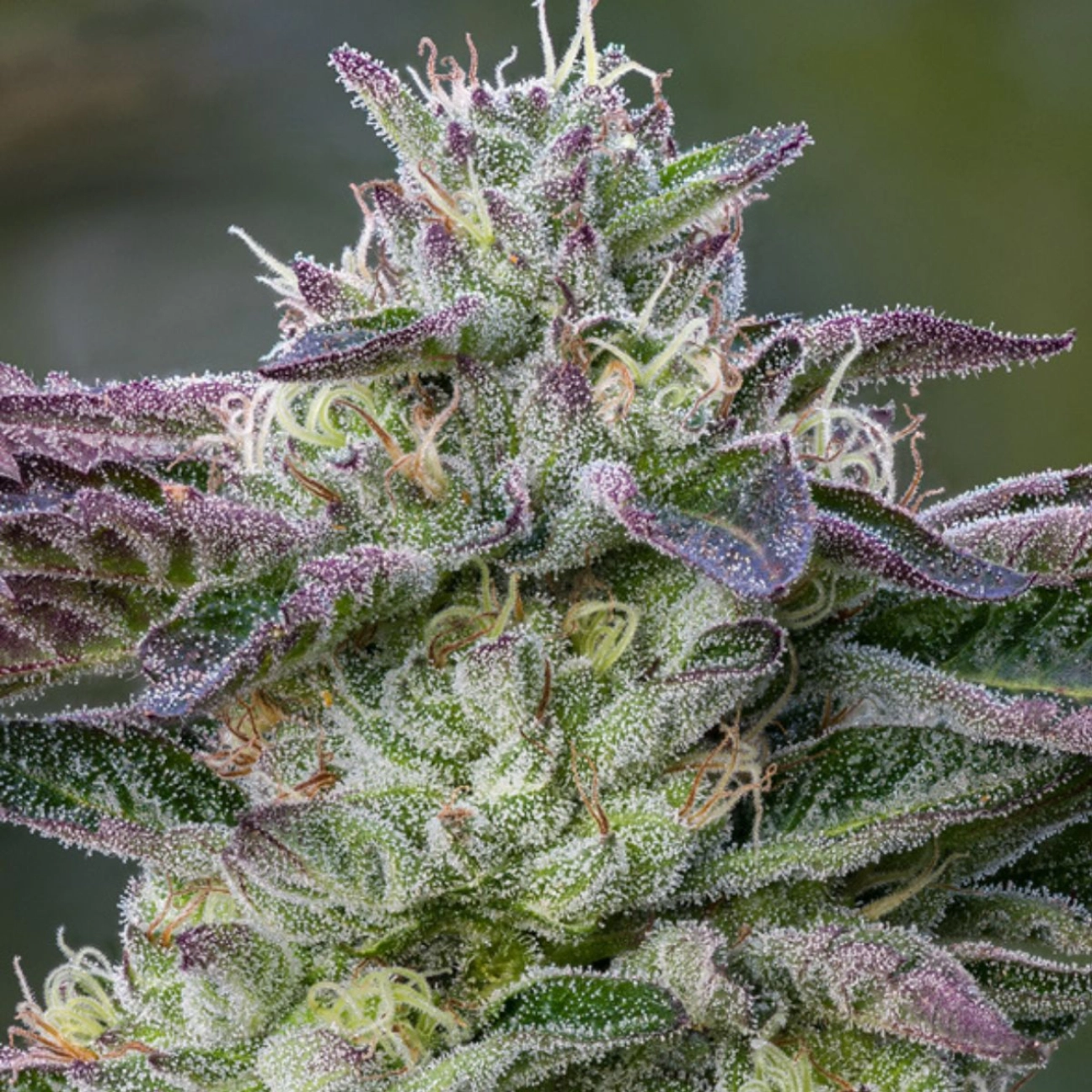 The Sin – Anesia Seeds – Feminized
