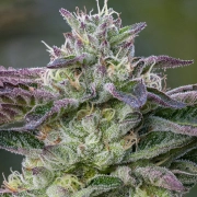 The Sin Feminized cannabis flower bud by Anesia Seeds