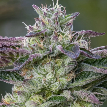 The Sin Feminized cannabis flower bud by Anesia Seeds