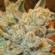 White runtz Feminized cannabis flower bud by Anesia Seeds