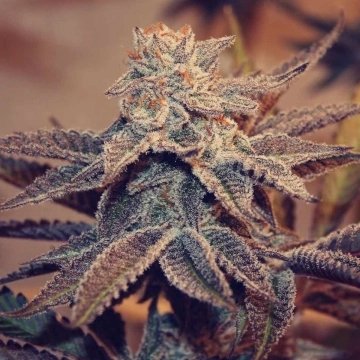 Frozay x Peach Ozz Feminized cannabis flower bud by Perfect Tree Seeds