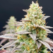 Perfect Triangle x Peach Ozz Feminized cannabis flower bud by Perfect Tree Seeds