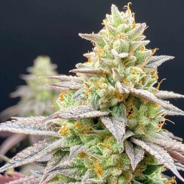 Perfect Triangle x Peach Ozz Feminized cannabis flower bud by Perfect Tree Seeds