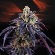 Loukoum Feminized cannabis flower bud by Perfect Tree Seeds