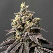 Kush Mints x Peach Ozz Feminized cannabis flower bud by Perfect Tree Seeds