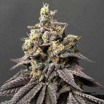 Kush Mints x Peach Ozz Feminized cannabis flower bud by Perfect Tree Seeds