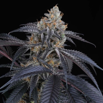 Peach Lassi Feminized cannabis flower bud by Perfect Tree Seeds