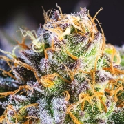 Yuhbary Feminized cannabis flower bud by Anesia Seeds