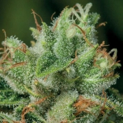 Afghanica Feminized cannabis flower bud by Anesia Seeds