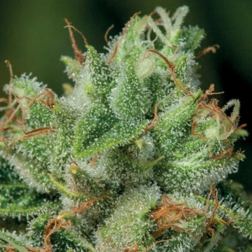 Afghanica Feminized cannabis flower bud by Anesia Seeds