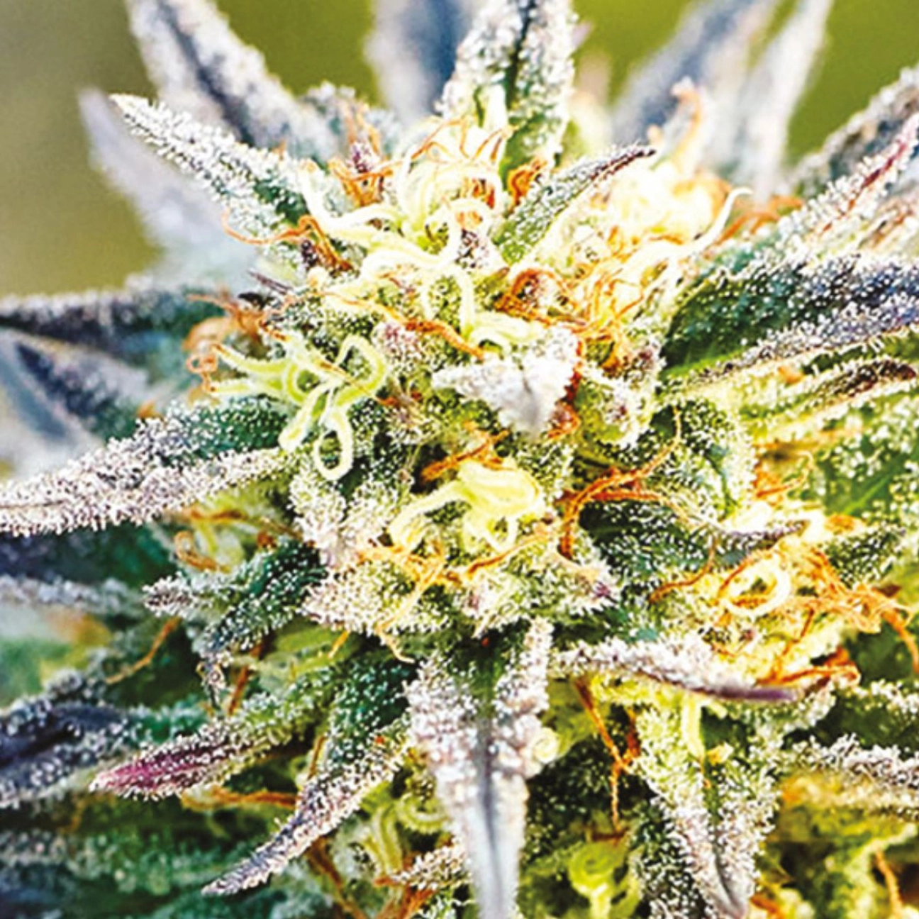 Congo – Anesia Seeds – Feminized