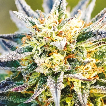 Congo Feminized cannabis flower bud by Anesia Seeds