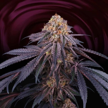 Chantilly Feminized cannabis flower bud by Perfect Tree Seeds