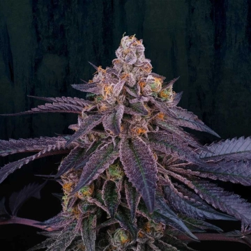 Granita Feminized cannabis flower bud by Perfect Tree Seeds
