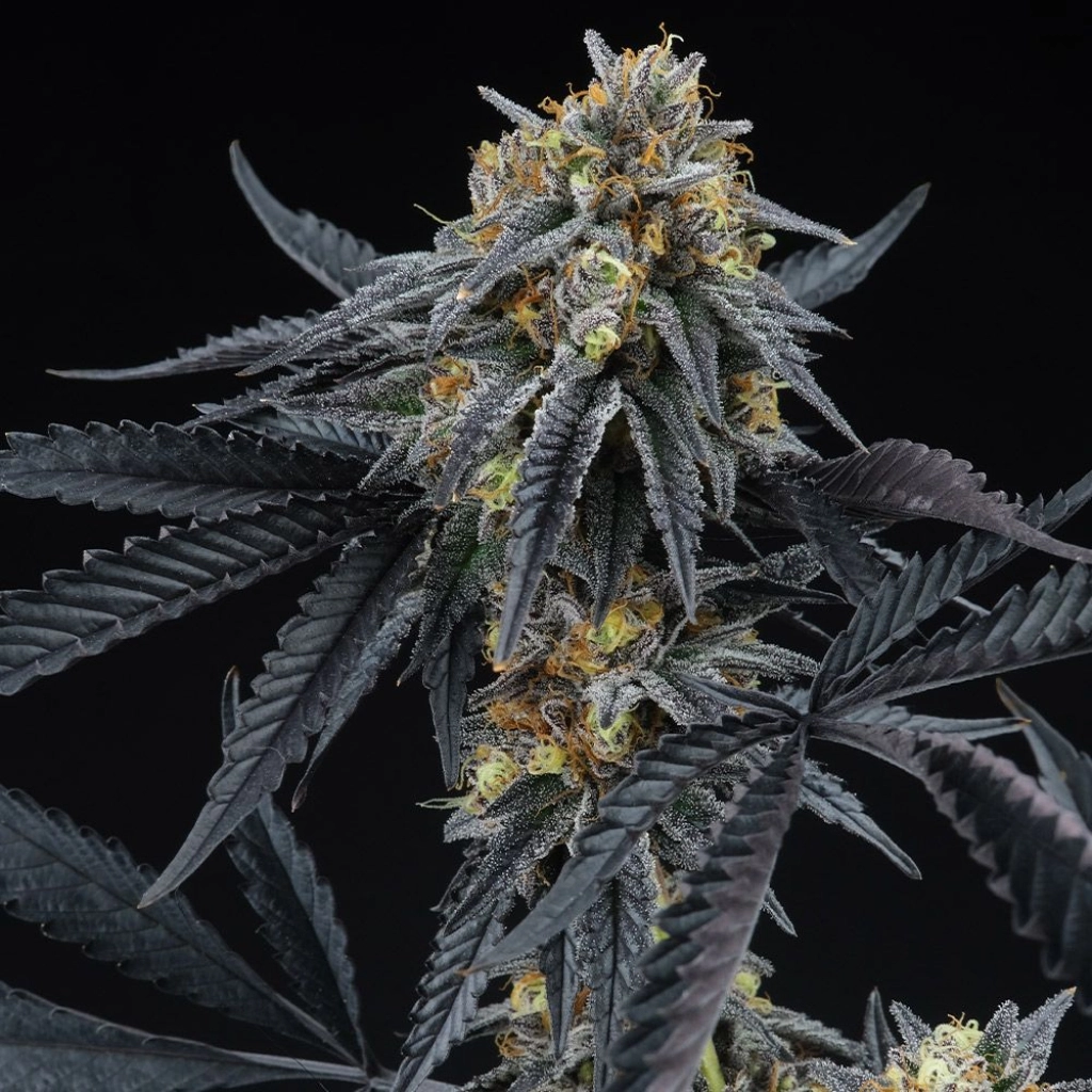 Peach Sherbert OG Feminized – Perfect Tree Seeds – Feminized