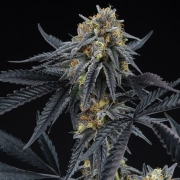Peach Sherbert OG Feminized Feminized cannabis flower bud by Perfect Tree Seeds