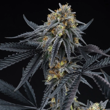 Peach Sherbert OG Feminized Feminized cannabis flower bud by Perfect Tree Seeds