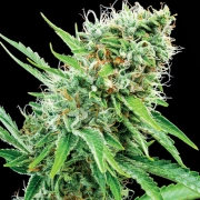 Copacobana Feminized cannabis flower bud by Anesia Seeds