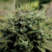 Hindu Kush Feminized cannabis flower bud by Anesia Seeds
