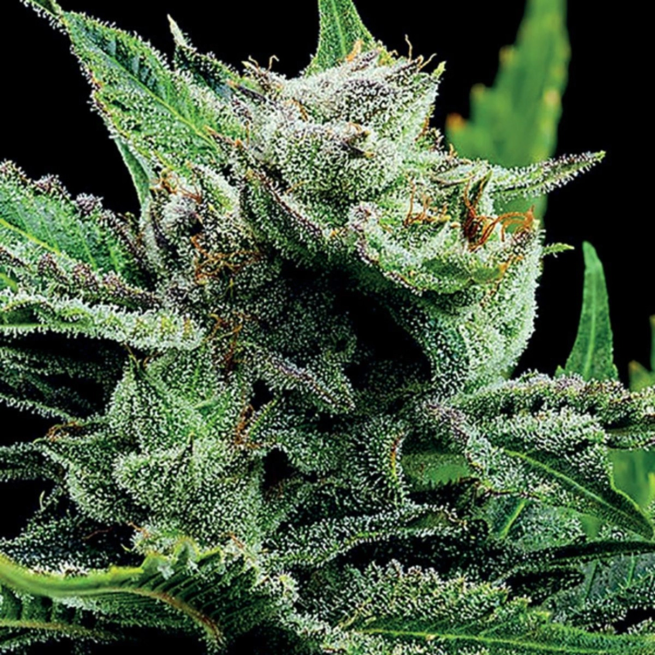Malawi Gold – Anesia Seeds – Feminized