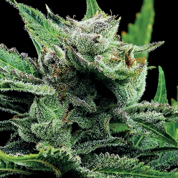 Malawi Gold Feminized cannabis flower bud by Anesia Seeds