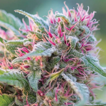 Panama Red Feminized cannabis flower bud by Anesia Seeds