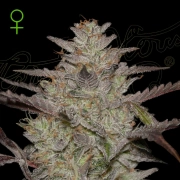ALIENZ AUTO Autoflowering cannabis flower bud by Greenhouse Seed Co
