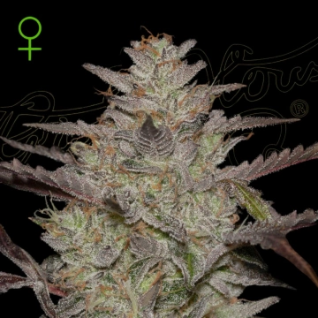 ALIENZ AUTO Autoflowering cannabis flower bud by Greenhouse Seed Co