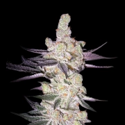 RAZUBERI Feminized cannabis flower bud by Greenhouse Seed Co