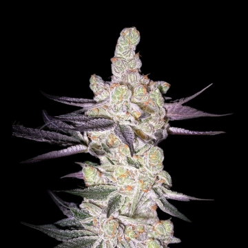 RAZUBERI Feminized cannabis flower bud by Greenhouse Seed Co