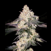 MOWEETO Feminized cannabis flower bud by Greenhouse Seed Co