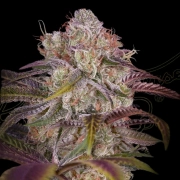 GRAN JEFA Feminized cannabis flower bud by Greenhouse Seed Co