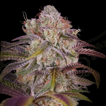 GRAN JEFA Feminized cannabis flower bud by Greenhouse Seed Co