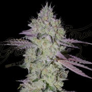 TARTE TATIN Feminized cannabis flower bud by Greenhouse Seed Co