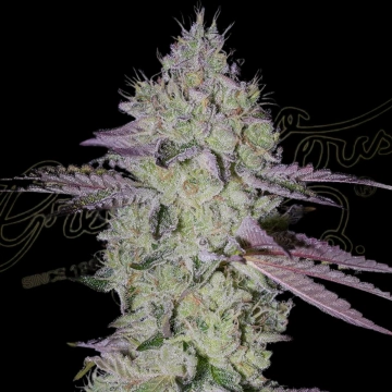 TARTE TATIN Feminized cannabis flower bud by Greenhouse Seed Co
