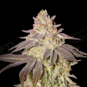 BLACK TOFFEE AUTO Autoflowering cannabis flower bud by Greenhouse Seed Co