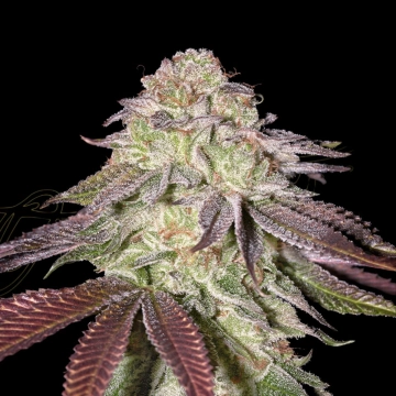 SUGARLATO AUTO Autoflowering cannabis flower bud by Greenhouse Seed Co